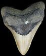 Megalodon Tooth - North Carolina #49531-1